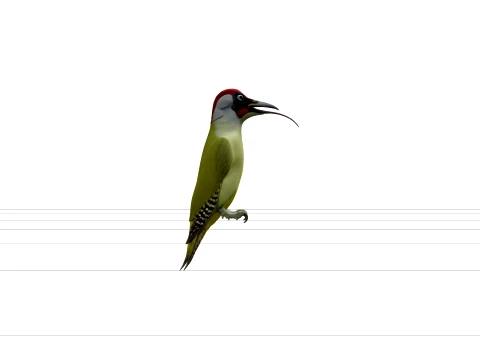 Vivid Green Woodpecker with Crimson Crown 3D Model