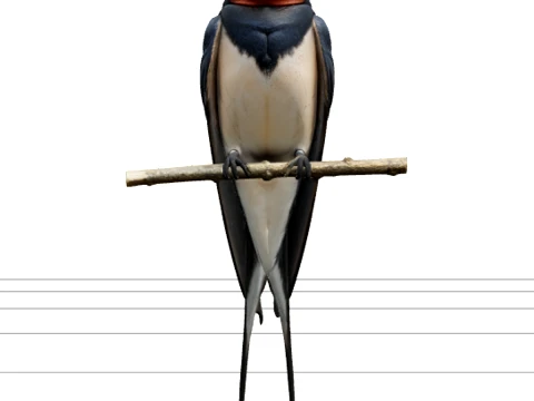 Barn Swallow with Steel-Blue Back and Forked Tail 3D Model