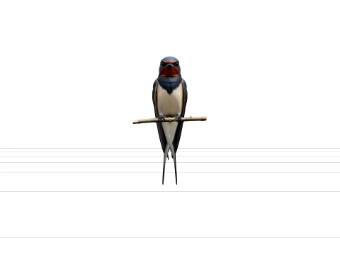 Barn Swallow with Steel-Blue Back and Forked Tail 3D Model