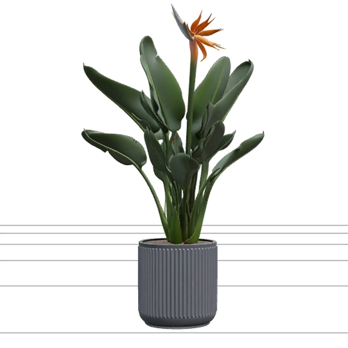 Bird of Paradise Strelitzia in Grey Concrete Planter 3D Model .c4d .max .obj .3ds .fbx .stl .blend 