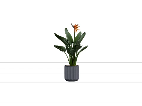 Bird of Paradise Strelitzia in Grey Concrete Planter 3D Model