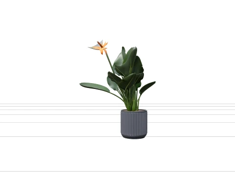 Bird of Paradise Strelitzia in Grey Concrete Planter 3D Model