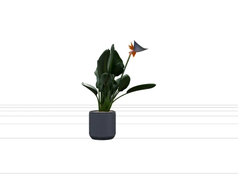 Bird of Paradise Strelitzia in Grey Concrete Planter 3D Model