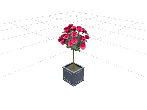 Standardrose mit tiefrosa Bl&uuml;ten auf klarem Stiel 3D Modell