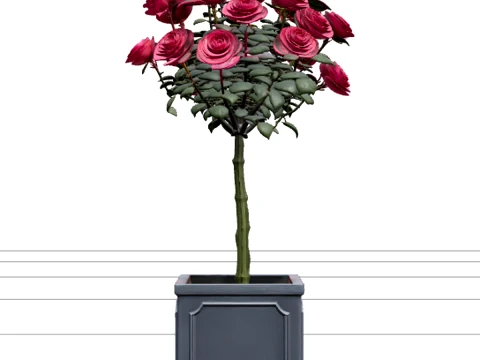 Standardrose mit tiefrosa Bl&uuml;ten auf klarem Stiel 3D Modell