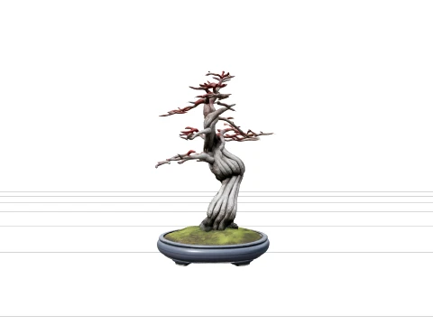 Miniature Japanese Maple Bonsai with Crimson Foliage 3D Model