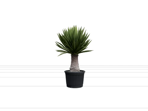 Yucca Elephantipes in Ribbed Black Plastic Nursery Pot 3D Model