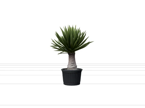 Yucca Elephantipes in Ribbed Black Plastic Nursery Pot 3D Model