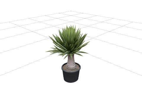 Yucca Elephantipes in Ribbed Black Plastic Nursery Pot 3D Model