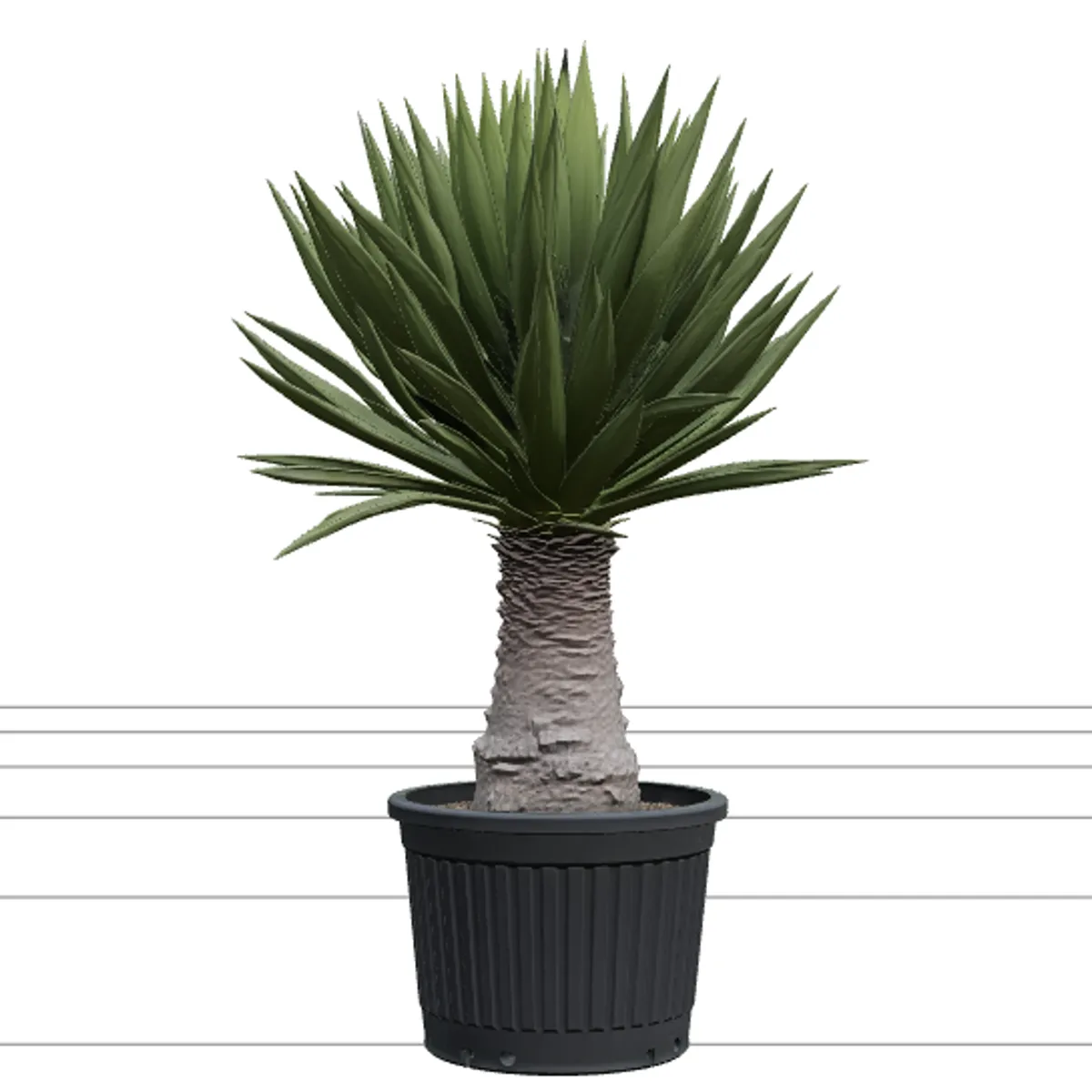 Yucca Elephantipes in Ribbed Black Plastic Nursery Pot 3D Model .c4d .max .obj .3ds .fbx .stl .blend 
