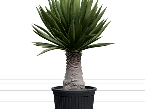 Yucca Elephantipes in einem gerippten schwarzen Plastiktopf f&uuml;r die Anzucht 3D Modell