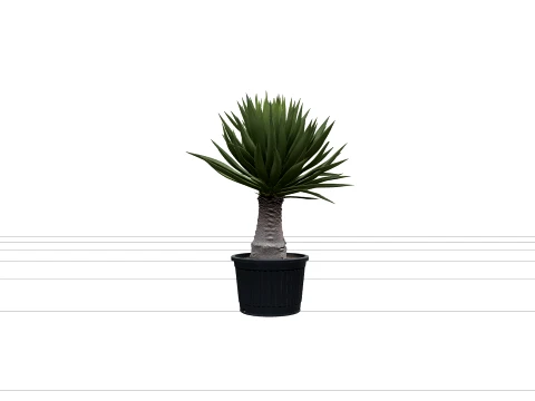 Yucca Elephantipes in Ribbed Black Plastic Nursery Pot 3D Model