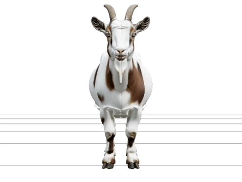 White and Brown Pygmy Goat with Small Curved Horns 3D Model