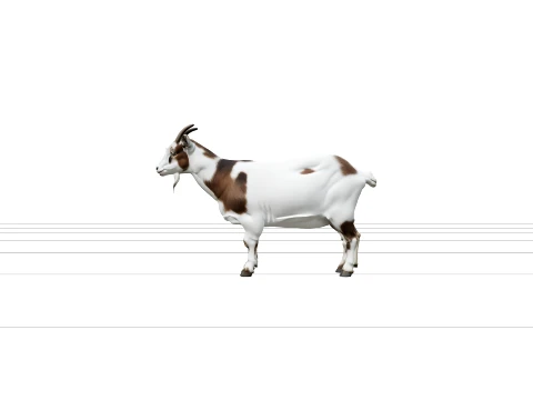 White and Brown Pygmy Goat with Small Curved Horns 3D Model