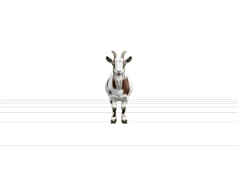 White and Brown Pygmy Goat with Small Curved Horns 3D Model
