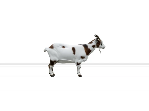 White and Brown Pygmy Goat with Small Curved Horns 3D Model