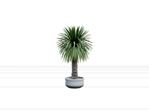 화강암 칩 냄비에 Cordyline Australis 양배추 나무 3D 모델
