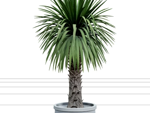 Cordyline Australis Kohlbaum im Granit-Chip-Topf 3D Modell