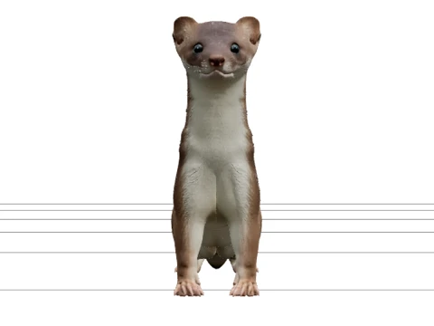 Kleinstes Wiesel mit schlankem rotbraunem K&ouml;rper in aufmerksamer Pose 3D Modell
