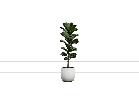 Tall Ficus Lyrata Fiddle Leaf Fig in Matte White Pot 3D Model