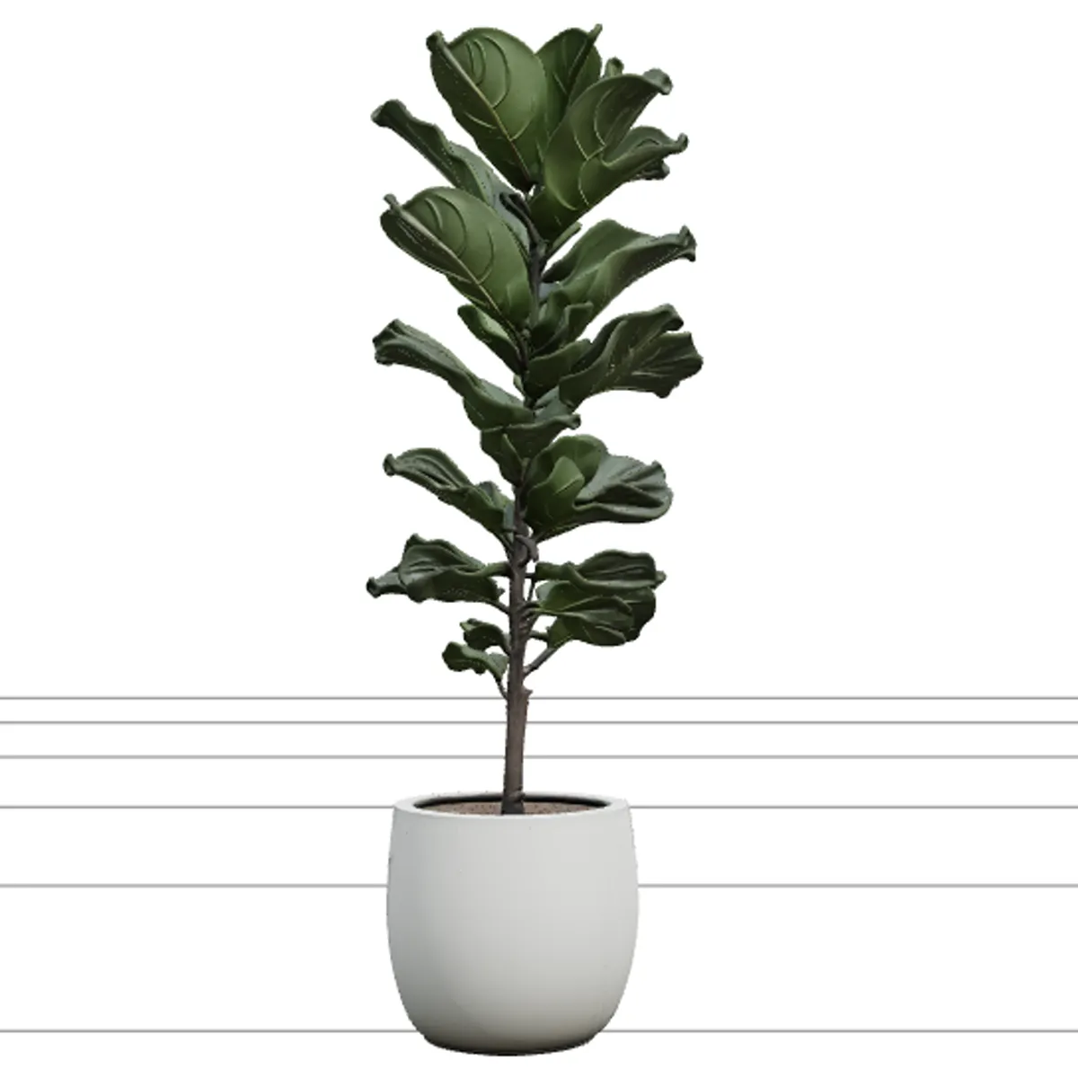 Tall Ficus Lyrata Fiddle Leaf Fig in Matte White Pot 3D Model .c4d .max .obj .3ds .fbx .stl .blend 