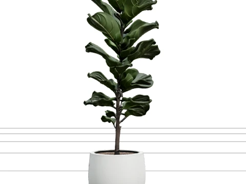 Higo alto de hoja de viol&iacute;n Ficus Lyrata en maceta blanca mate Modelo 3D