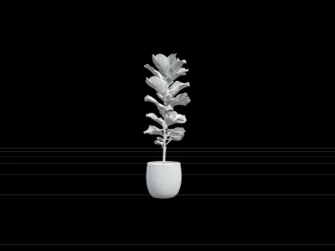 Tall Ficus Lyrata Fiddle Leaf Fig in Matte White Pot 3D Model