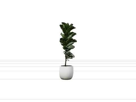 Tall Ficus Lyrata Fiddle Leaf Fig in Matte White Pot 3D Model