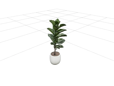 Tall Ficus Lyrata Fiddle Leaf Fig in Matte White Pot 3D Model