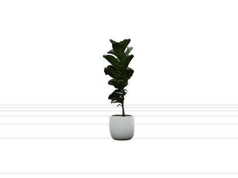 Tall Ficus Lyrata Fiddle Leaf Fig in Matte White Pot 3D Model