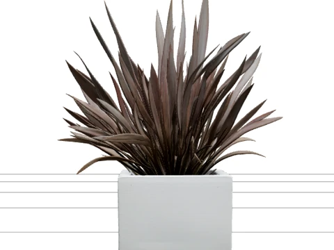 Hojas de Phormium Tenax de color rojo bronce en maceta de hormig&oacute;n Modelo 3D