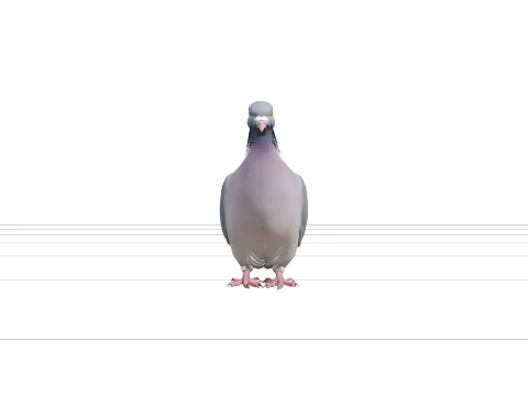 Wood Pigeon with Grey-Blue Plumage and White Neck Patch 3D Model