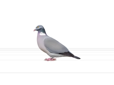 Wood Pigeon with Grey-Blue Plumage and White Neck Patch 3D Model