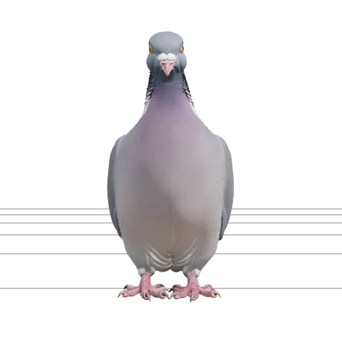 Wood Pigeon with Grey-Blue Plumage and White Neck Patch 3D Model .c4d .max .obj .3ds .fbx .stl .blend 