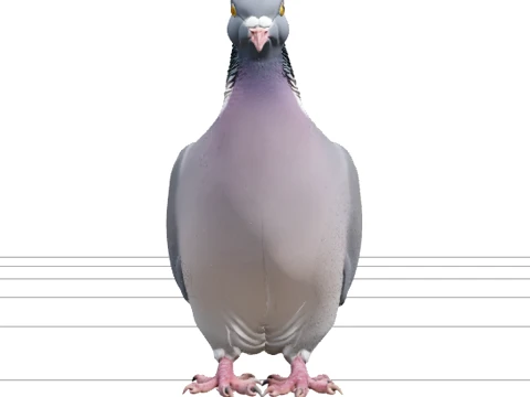 Wood Pigeon with Grey-Blue Plumage and White Neck Patch 3D Model