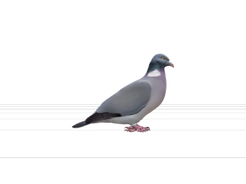 Wood Pigeon with Grey-Blue Plumage and White Neck Patch 3D Model