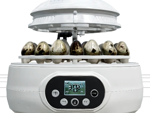 Tabletop Automatic Egg Incubator with Clear Dome 3D Model