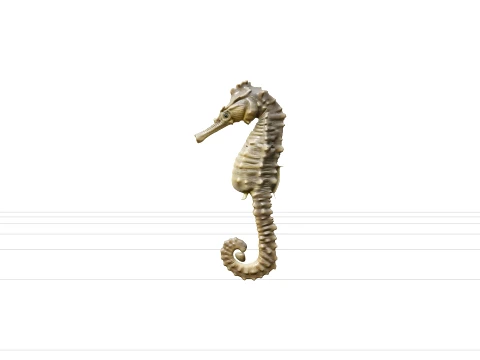 High Detail Seahorse Model With Bony Plates And Curled Tail 3D Model