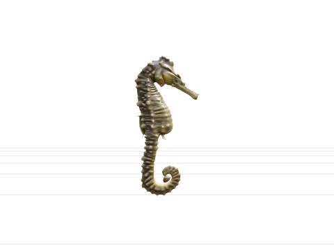 High Detail Seahorse Model With Bony Plates And Curled Tail 3D Model