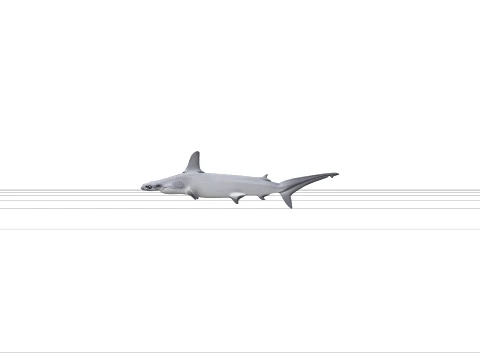 High Detail Grey Hammerhead Shark Model Optimized Ready 3D Model
