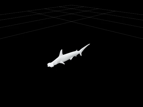 High Detail Grey Hammerhead Shark Model Optimized Ready 3D Model