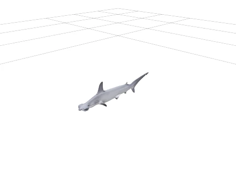 High Detail Grey Hammerhead Shark Model Optimized Ready 3D Model