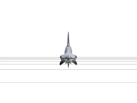 High Detail Grey Hammerhead Shark Model Optimized Ready 3D Model