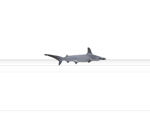 High Detail Grey Hammerhead Shark Model Optimized Ready 3D Model