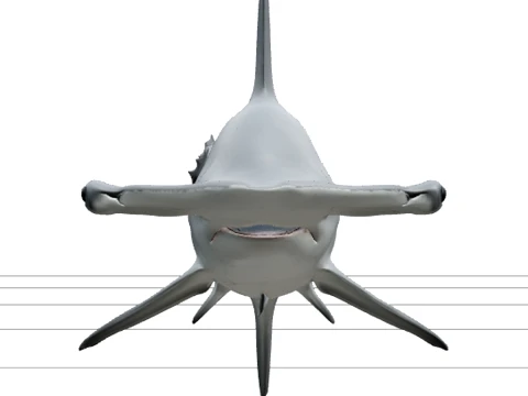 Modèle réaliste de requin marteau prêt à être détaillé Modèle 3D