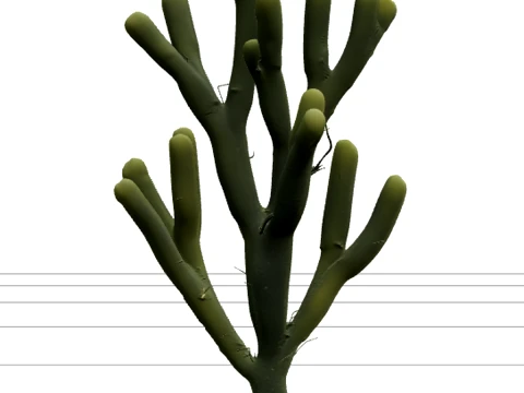 Codium Dead Mans Fingers Algues Modèle Branches Vertes Texture Modèle 3D