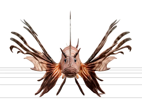 Lionfish Model Realistic High Detail LowPoly Asset For Games 3D Model