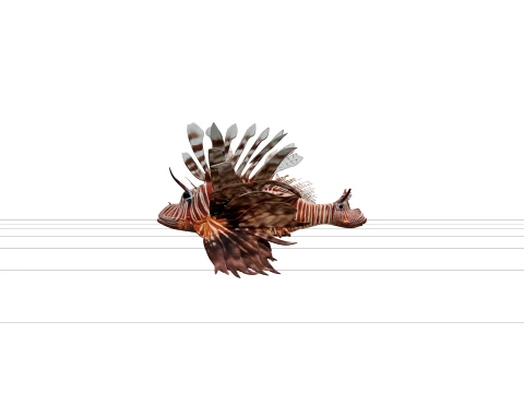 Lionfish Model Realistic High Detail LowPoly Asset For Games 3D Model