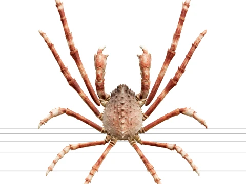 Giant Spider Crab Detailed Orthographic Model Reference Sheet 3D Model