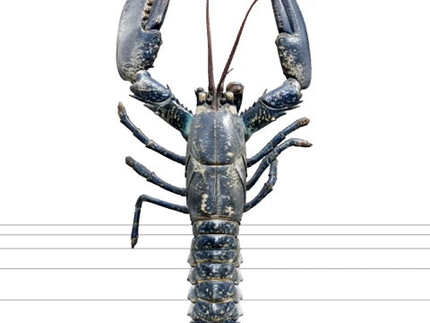 Hummer detaillierte Krustentier-Makro-texturierte Wende 3D Modell